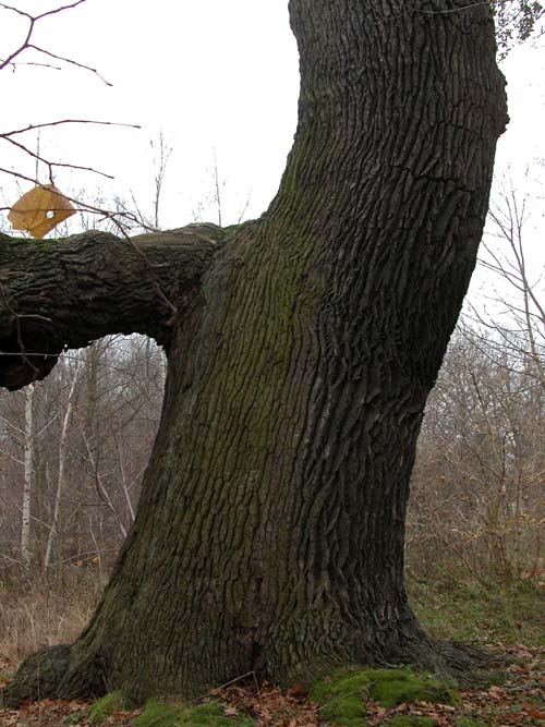quercus robur 20