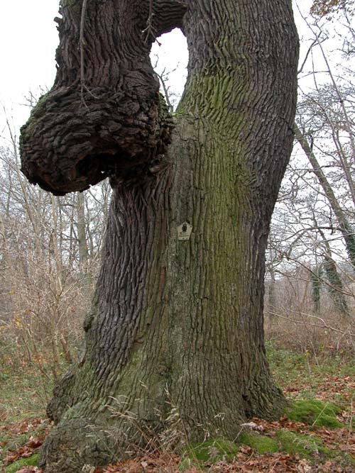 quercus robur 21