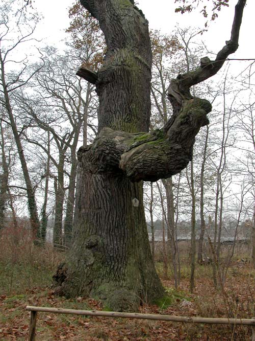 quercus robur 22