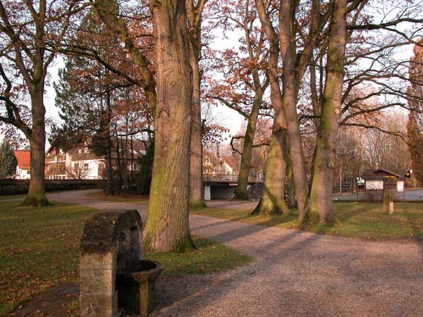 quercus robur 23