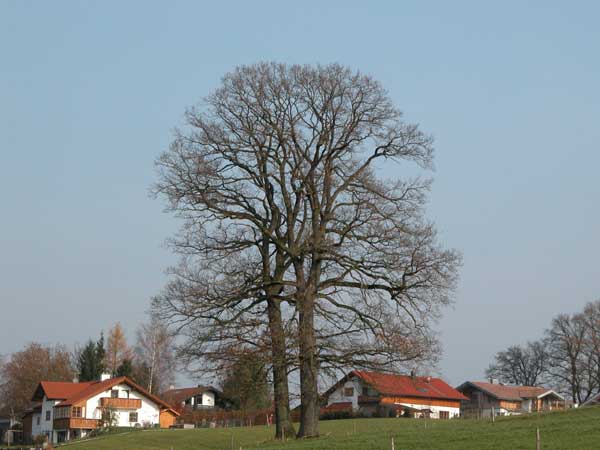 quercus robur 24