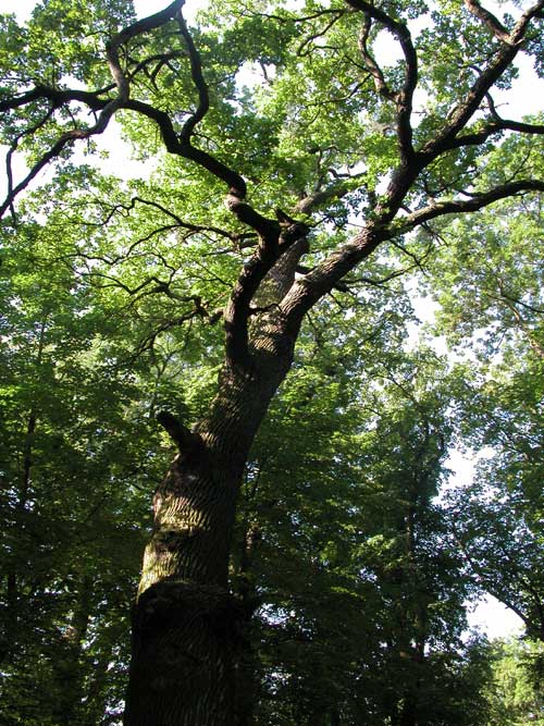 quercus robur 25