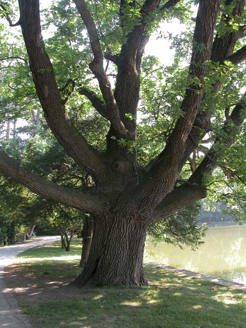 quercus robur 26