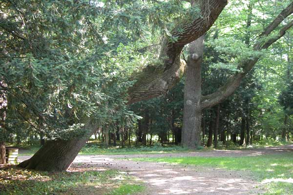 quercus robur 27