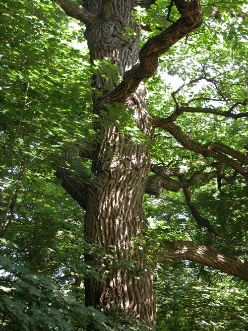 quercus robur 28