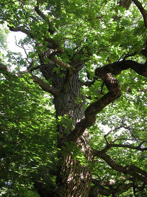 quercus robur 29