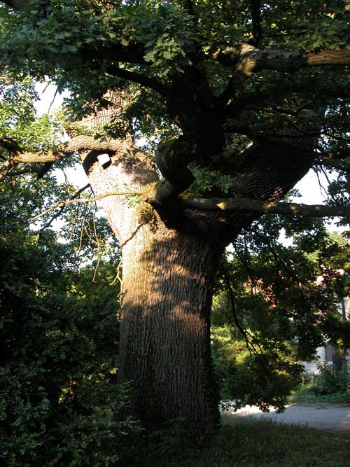 quercus robur 30