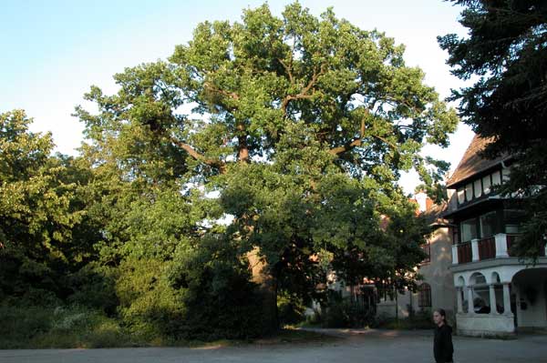 quercus robur 31