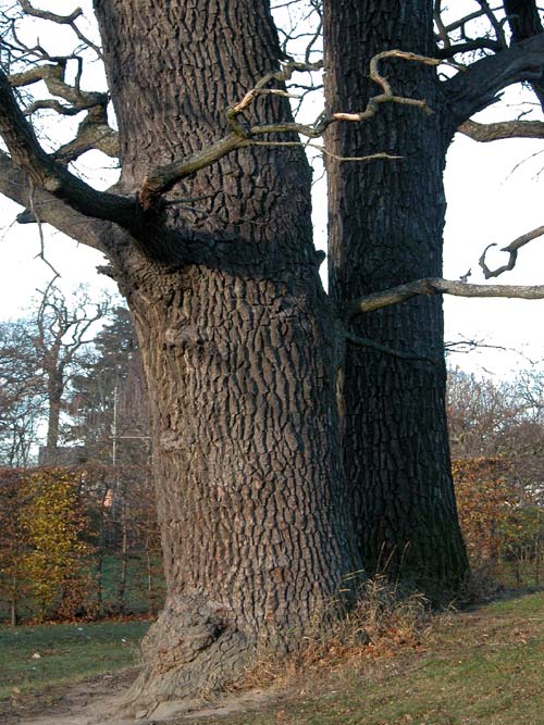quercus robur 32