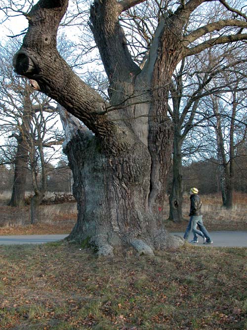 quercus robur 33