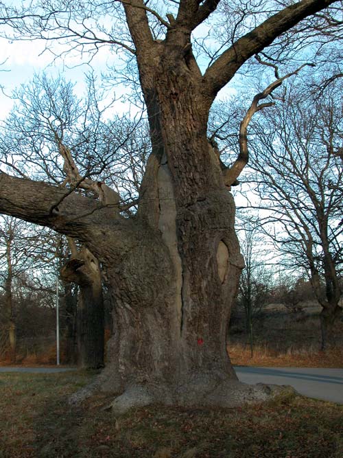 quercus robur 34