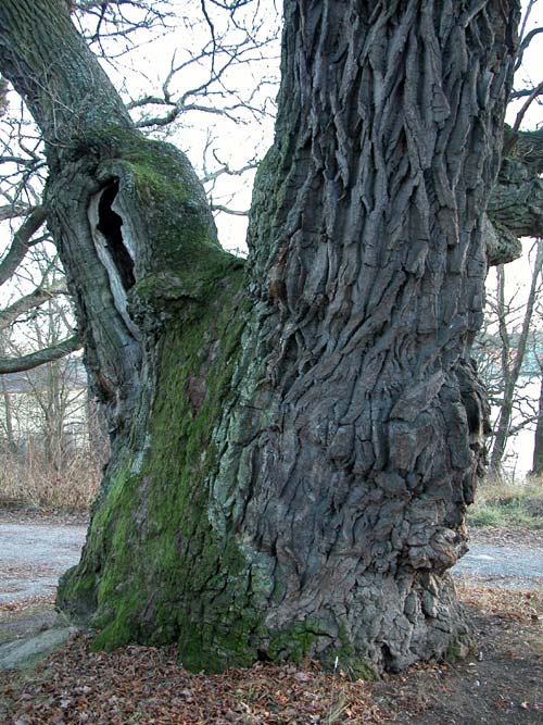 quercus robur 35