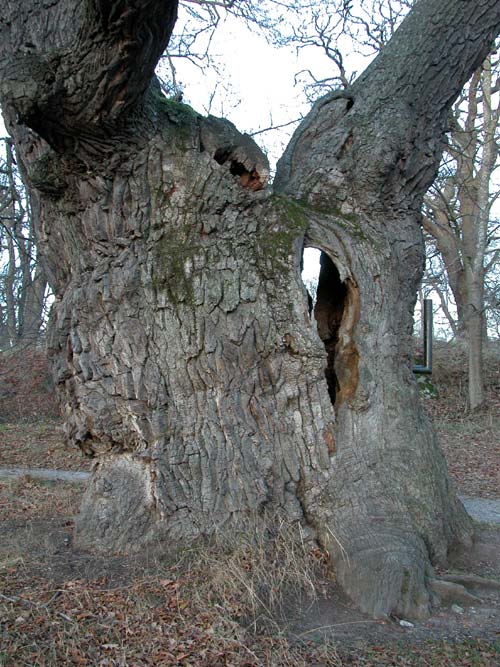 quercus robur 36