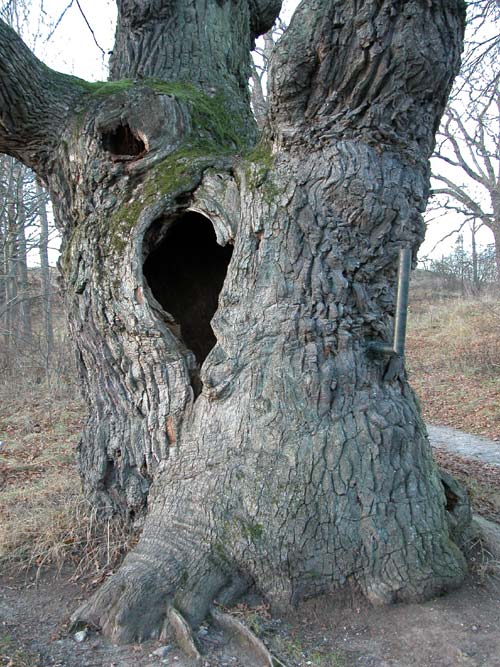 quercus robur 37