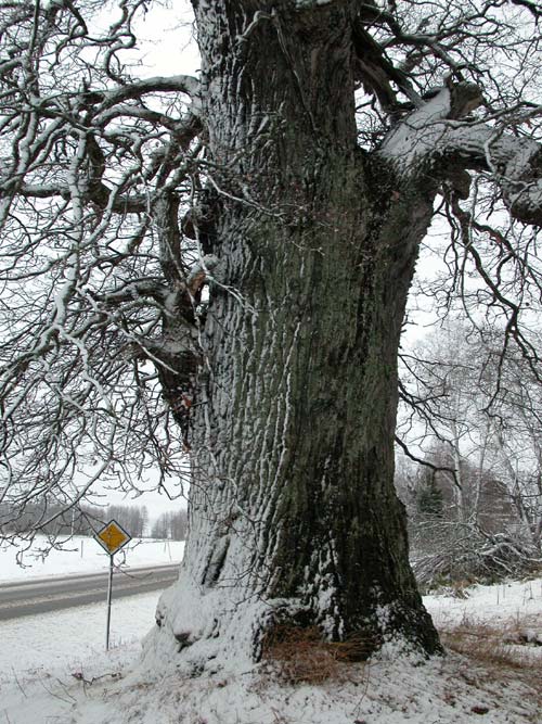 quercus robur 38