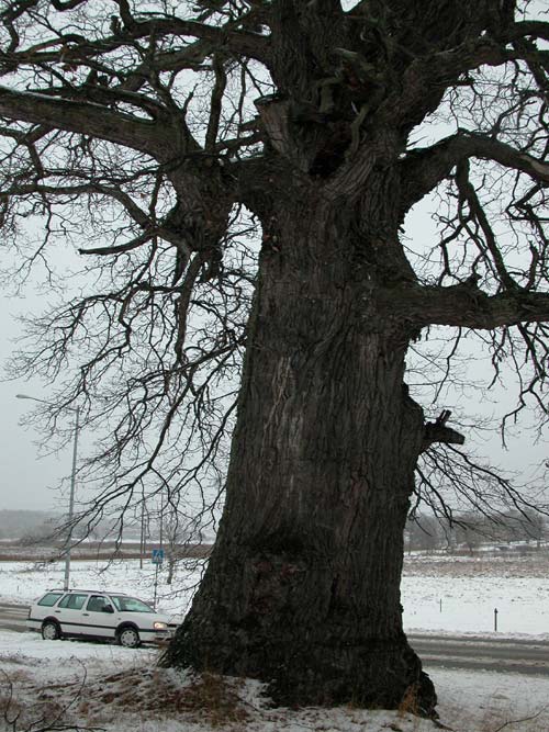 quercus robur 39