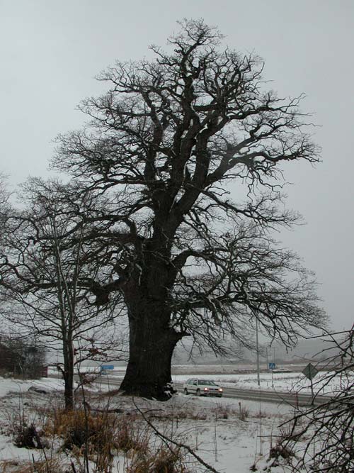 quercus robur 40