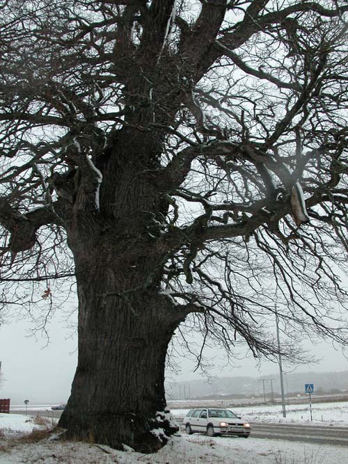 quercus robur 41