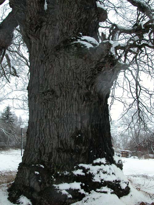 quercus robur 42