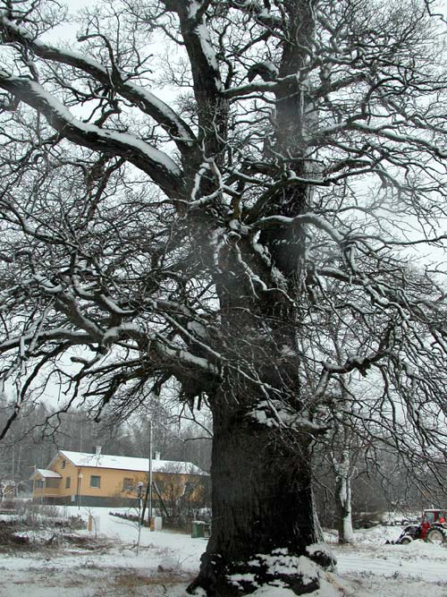 quercus robur 43