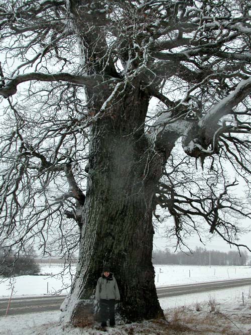 quercus robur 44