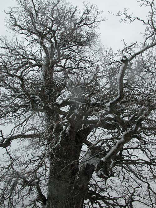 quercus robur 45