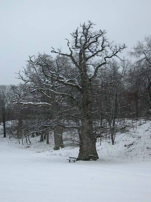 quercus robur 46
