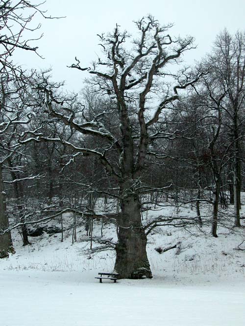 quercus robur 47