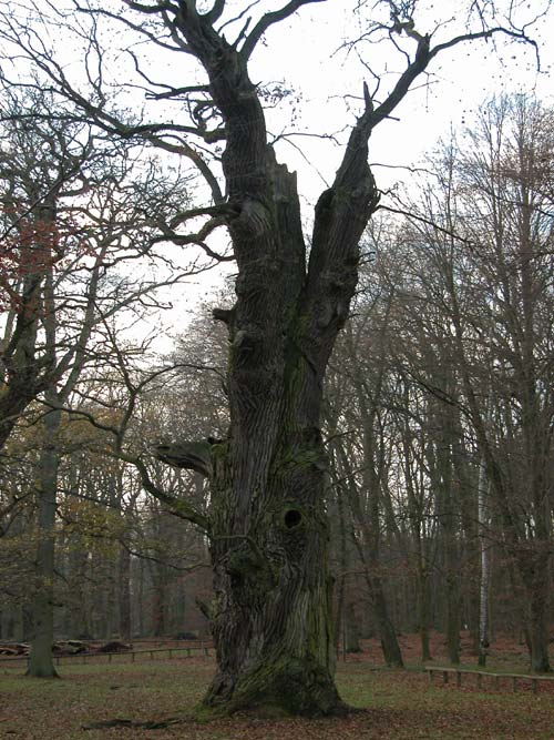 quercus robur 48