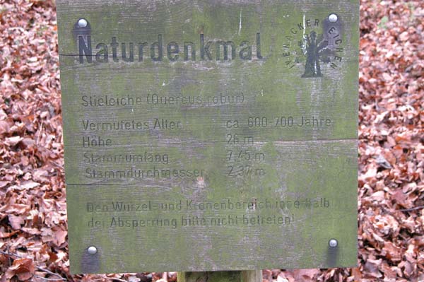 quercus robur 49