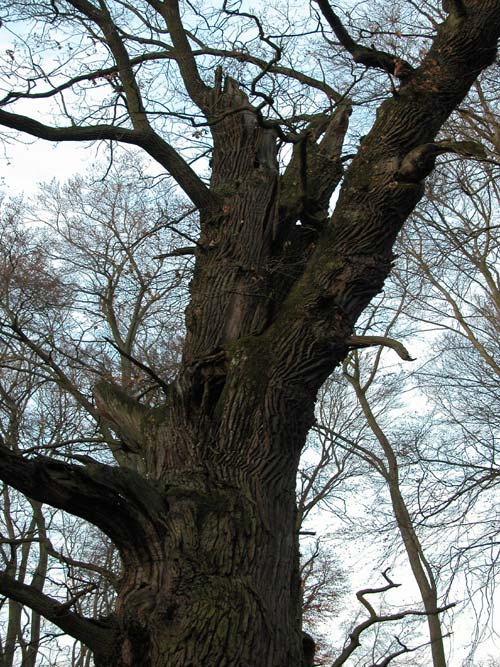 quercus robur 51