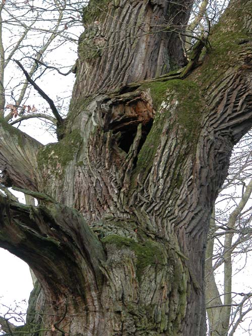 quercus robur 52