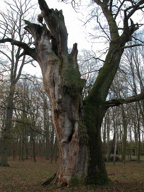 quercus robur 53