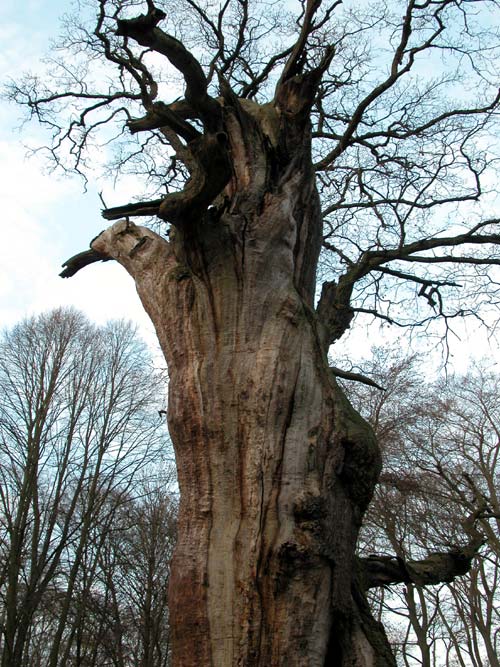 quercus robur 54