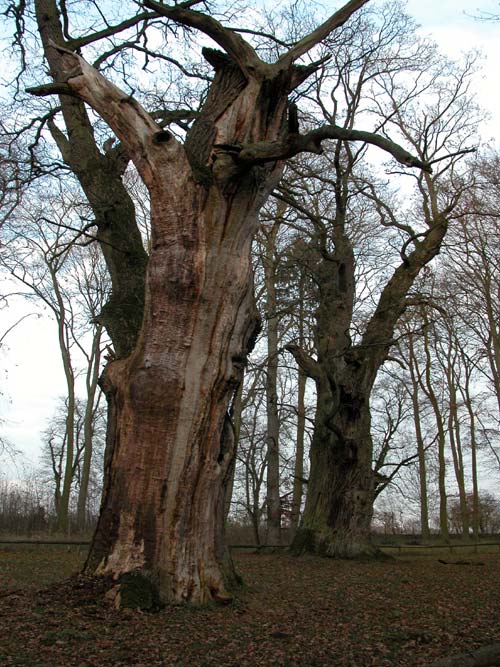 quercus robur 55