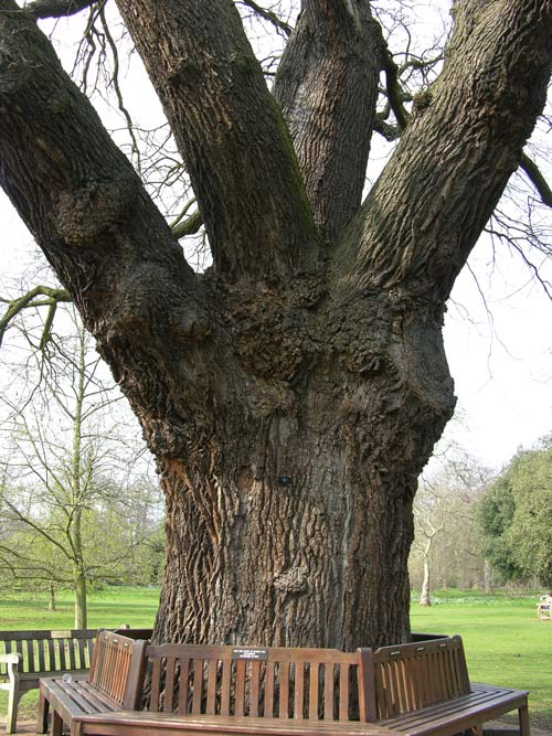 quercus robur 56