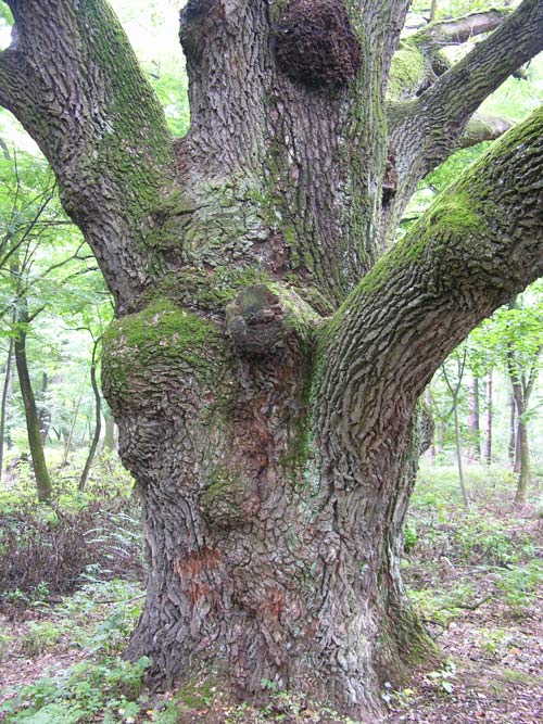 quercus robur 57