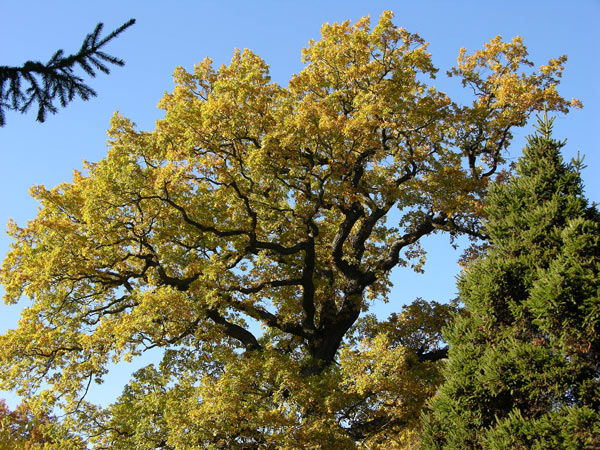 quercus robur 58