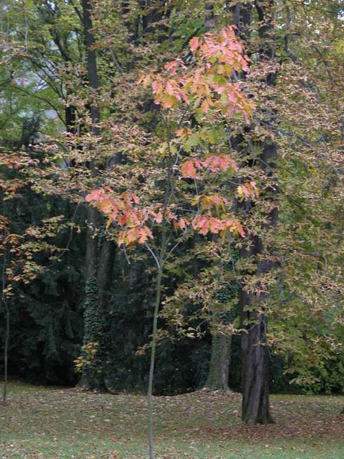 quercus rubra 01