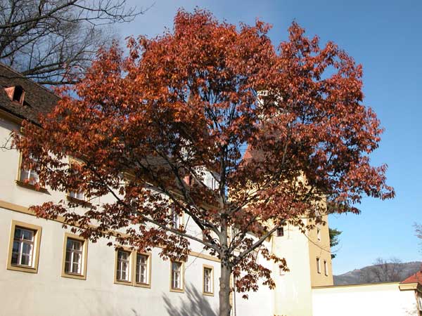 quercus rubra 02