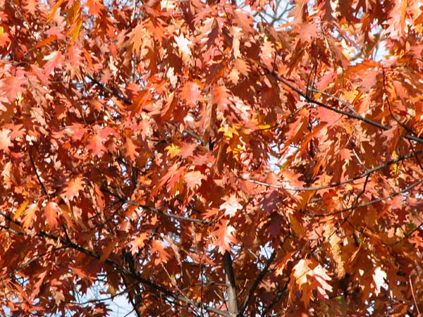 quercus rubra 03