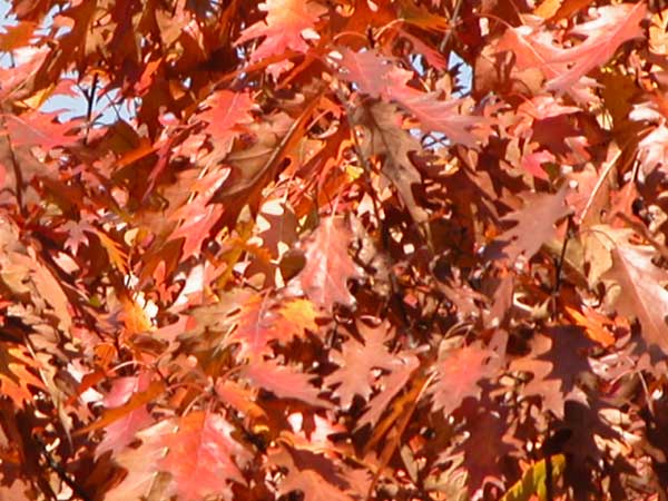 quercus rubra 04