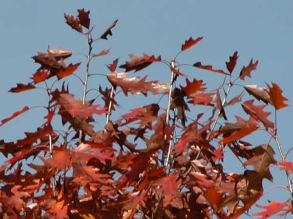 quercus rubra 05