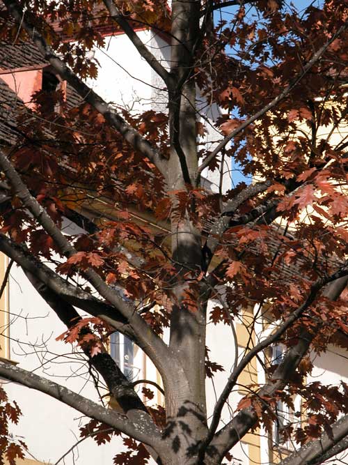 quercus rubra 06