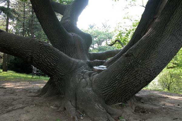 quercus sp 01