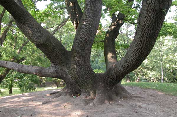 quercus sp 02