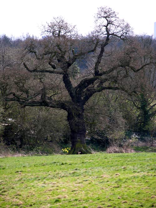 quercus sp 04