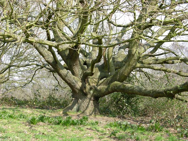 quercus sp 05