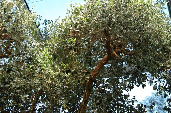 quercus suber 01