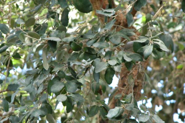 quercus suber 02